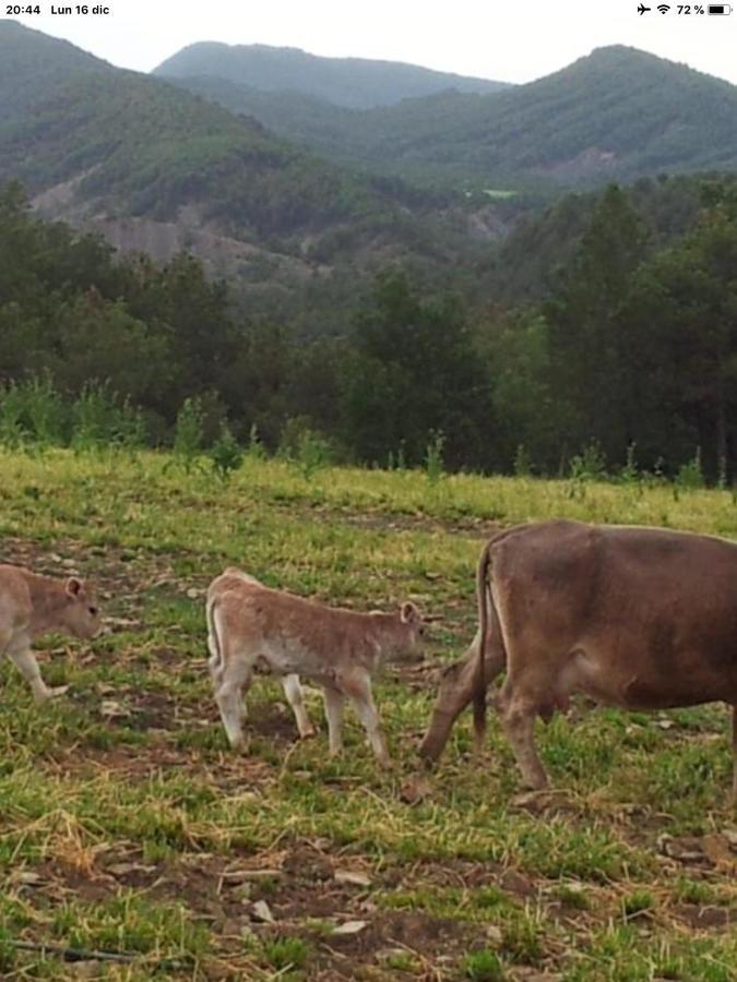 Preciosas Vistas A La Montana, Luminoso Y Acogedor Διαμέρισμα El Pueyo de Araguás Εξωτερικό φωτογραφία
